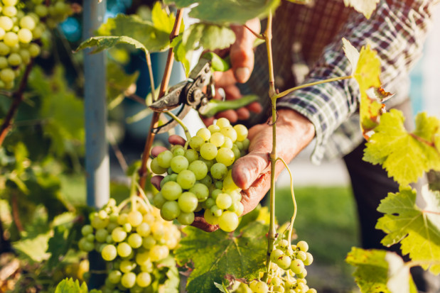 fot. shutterstock Francja: Producenci wina uważają, że ten rok będzie wyjątkowo dobry