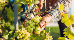 Francja: Producenci wina uważają, że ten rok będzie wyjątkowo dobry 