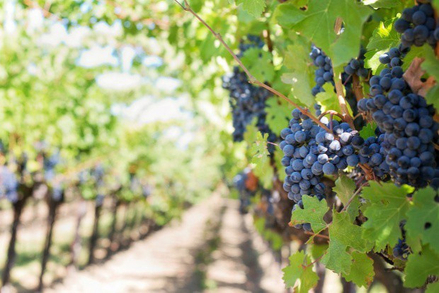 fot. shutterstock Francja liczy na lepsze winobranie