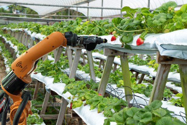 fot. shutterstock Brytyjscy naukowcy pracują nad robotem przeznaczonym do zbioru truskawek