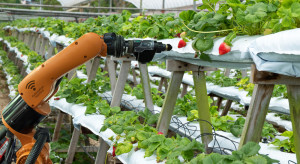 Brytyjscy naukowcy pracują nad robotem przeznaczonym do zbioru truskawek 