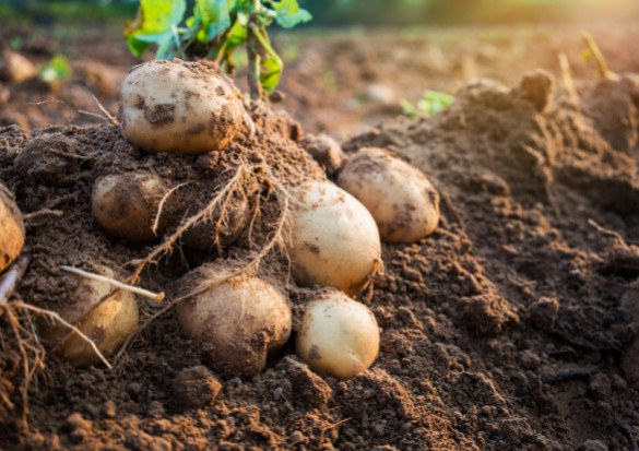 fot. shutterstock.com UE: Tegoroczna produkcja ziemniaków będzie znacznie niższa niż przed rokiem