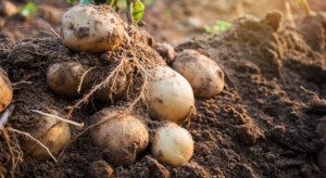 UE: Tegoroczna produkcja ziemniaków będzie znacznie niższa niż przed rokiem 