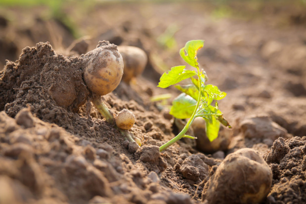 Eliminacja naci pomaga zapobiec porażeniu bulw zarazą ziemniaka