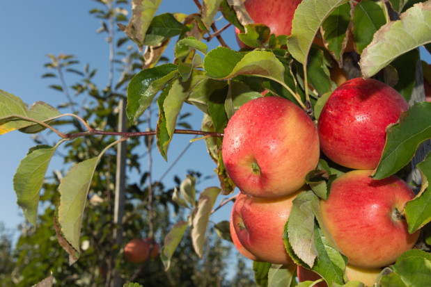 Innvigo rozszerza ofertę dla producentów jabłek