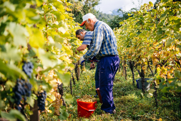 fot.shutterstock.com Węgry: w tokajskich winnicach trwa winobranie