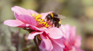 Rusza szósta edycja akcji "Adoptuj pszczołę"