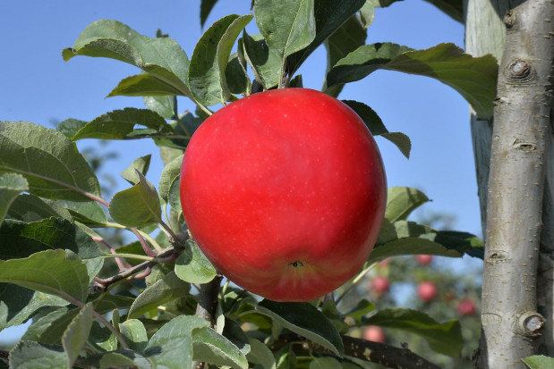 for. za ifo-fruit.com Nowa odmiana jabłka wprowadzana we Francji