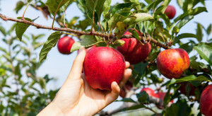 Czy to koniec unijnych dopłat dla polskich jabłek za wycofanie owoców?