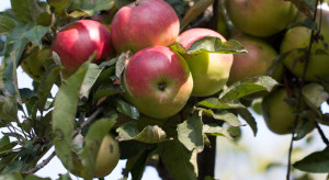 Ukraina: Sadownicy uprawiają zbyt wiele tradycyjnych odmian jabłoni