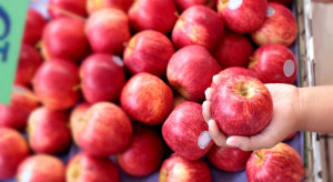 ZSRP apeluje do marketów o zaprzestanie importu jabłek spoza Polski