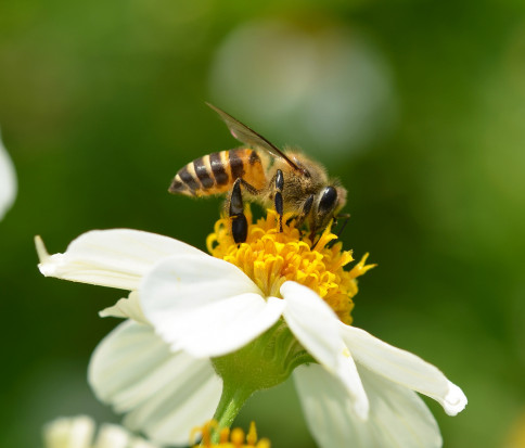 fot.shutterstock.com Austria: Rok więzienia dla sadownika za wytrucie pszczół