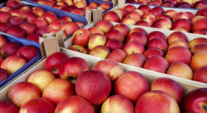 Niemieckie jabłka zdobywają rynek w Tajwanie, następne są Indie i Kanada