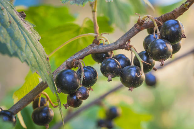 fot. shutterstock.com GUS: Dobre plonowanie jagodowych, jednak nie wszystkie owoce zebrano