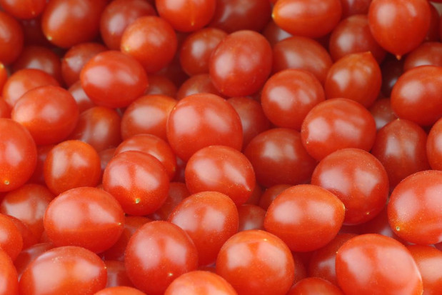 Tomberry – odmiana pomidorów o owocach wielkości borówek