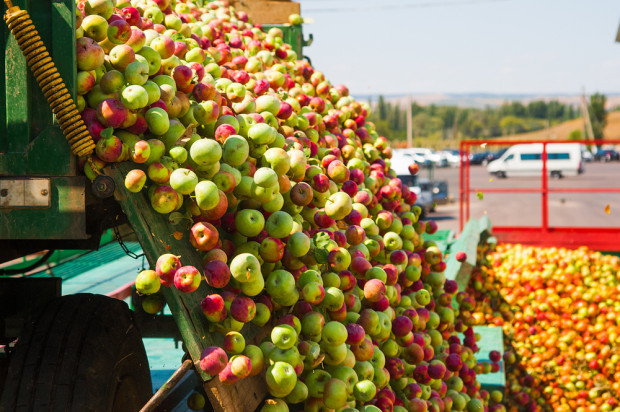 fot. shutterstock.com Ardanowski: Spółka Eskimos skupi 500 tys. ton jabłek przemysłowych po 25 gr/kg
