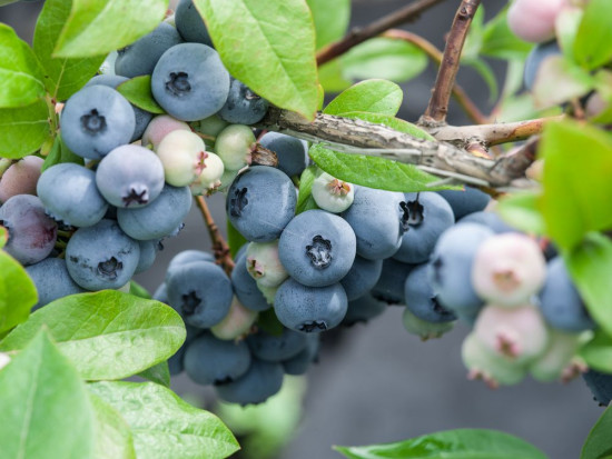 fot. shutterstock.com Borówki uprawiane w hydroponice – jakie korzyści dla plantatorów?
