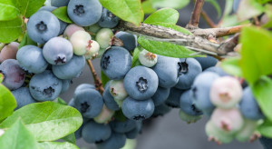 Borówki uprawiane w hydroponice – jakie korzyści dla plantatorów?