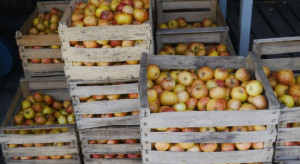 LRH Elizówka: Są limity! Każdy sadownik może sprzedać 5 ton jabłek dziennie