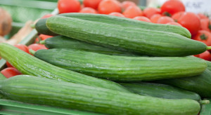Rosja: Zbiory warzyw szklarniowych wzrosły o 24,8 proc. 