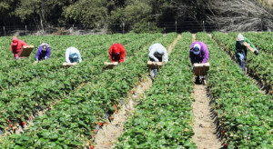Rząd Portugalii skieruje uchodźców do pracy w rolnictwie i turystyce