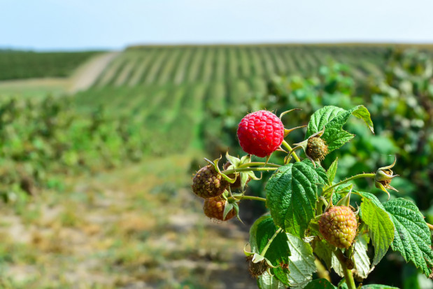 fot. shutterstock Rosja: plantacje malin w Lipiecku będą powiększane o ponad 40 ha rocznie