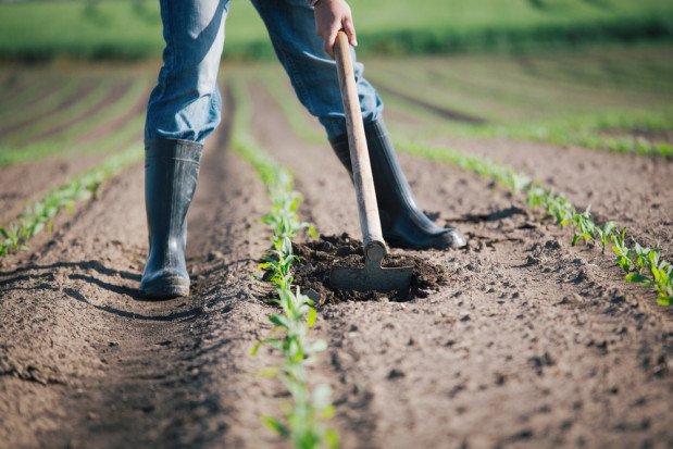 fot. shutterstock Ukraina stale zwiększa areał upraw organicznych