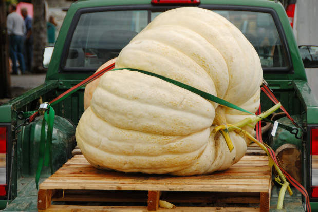 fot. shutterstock.com USA: Największa dynia waży 948,5 kilograma