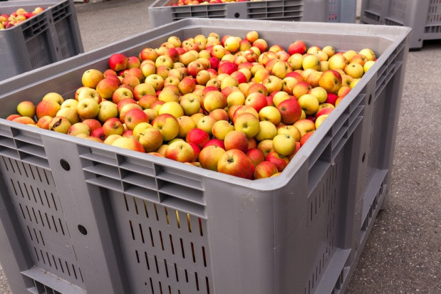 fot. shutterstock.com Unia Owocowa ostrzega: Nasila się proceder kradzieży skrzyń plastikowych!