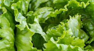Holandia: nowe odmiany sałaty do uprawy w gruncie i hydroponice