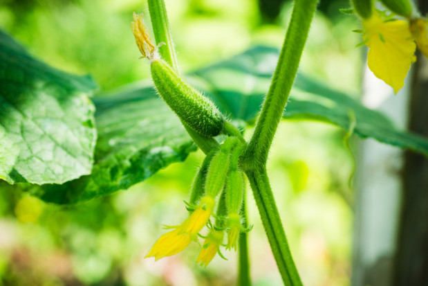 fot. shutterstock.com Koppert przejmuje ochronę biologiczną Horticoop B.V.