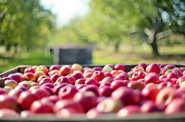 fot. pixabay.com Mniejsze zbiory jabłek w Chinach spowodują obniżenie światowej produkcji