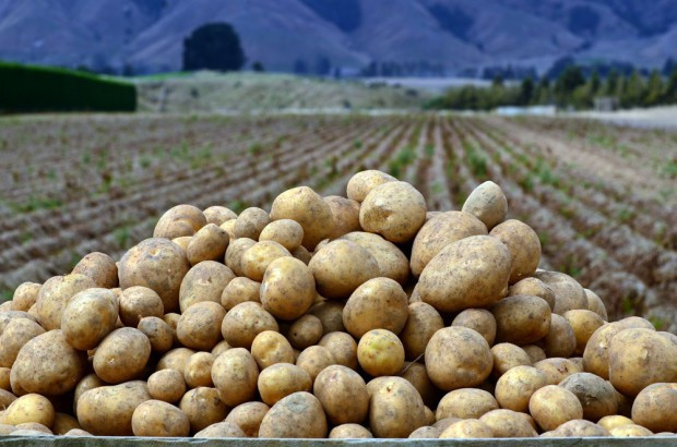 fot. shutterstock.com Z powodu zmian klimatu producenci będą odchodzić od upraw ziemniaka?