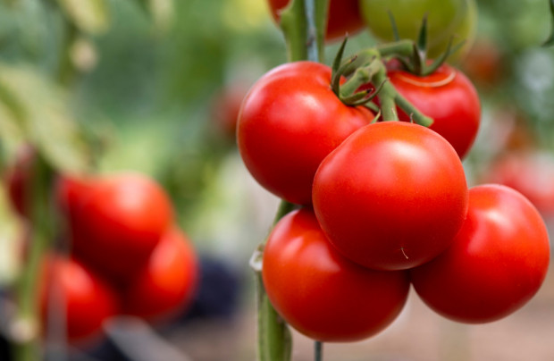 Eksport ukraińskich pomidorów został zawieszony 