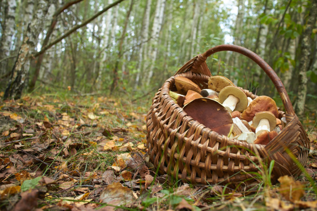 fot. shutterstock.com Badanie CBOS: Polacy chętnie chodzą na grzybobranie