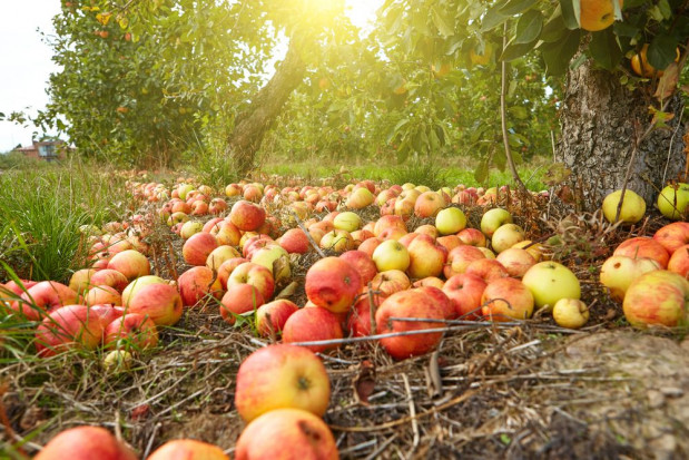 fot. shutterstock.com Zakłady przetwórcze ograniczają skup jabłek. Więcej owoców trafia na pole