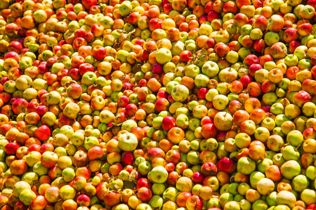 fot. shutterstock Ceny jabłek przemysłowych nadal niskie. Interwencyjny skup jabłek nie pomógł?