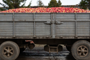 GITD: Kary dla przeładowanych ciężarówek przewożących jabłka