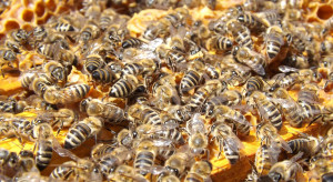 Eksperymentalna pasieka w Toruniu: Lato dla pszczół było bardzo owocne 