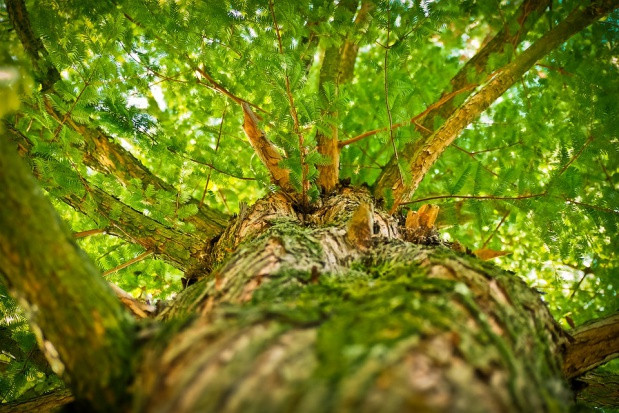 fot. shutterstock.com UR Kraków: Opracowano innowacyjną metodę modelowania wzrostu drzew
