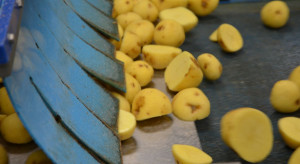 PepsiCo inwestuje w nowe odmiany ziemniaków, uprawę i przechowalnictwo (zdjęcia)