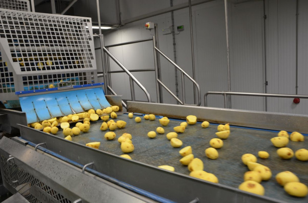 Zakład Frito Lay w Grodzisku Mazowieckim, fot. M. Tyszka
PepsiCo inwestuje w nowe odmiany ziemniaków, uprawę i przechowalnictwo (zdjęcia)