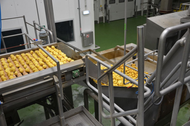 Zakład Frito Lay w Grodzisku Mazowieckim, fot. M. Tyszka
PepsiCo inwestuje w nowe odmiany ziemniaków, uprawę i przechowalnictwo (zdjęcia)
