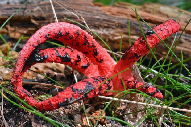 fot. shutterstock.com Australijski nietypowy grzyb znaleziony pod Opolem