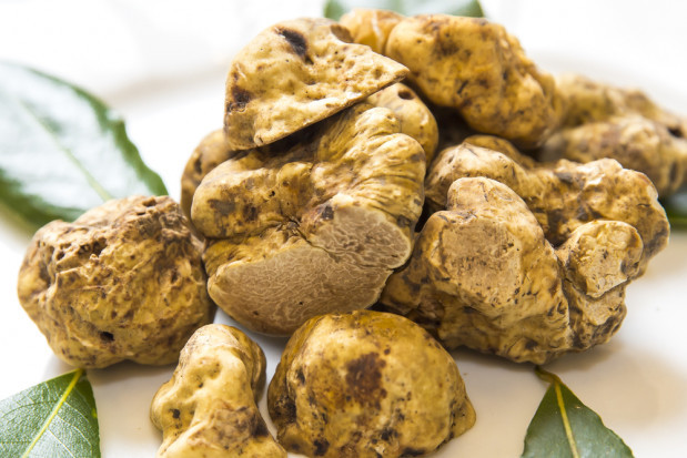 fot. shutterstock.com Ponad 2-kilogramowa trufla znaleziona w pobliżu włoskiej Pizy