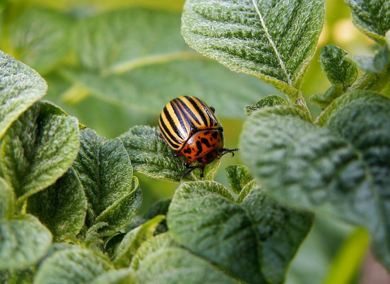 fot. pixabay.com Presja szkodników, susza – problemy producentów ziemniaka w sezonie 2018