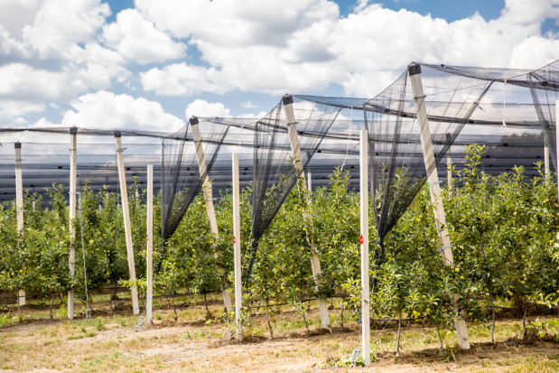 fot. shutterstock Czy wzrośnie produkcja jabłek i gruszek w Argentynie ?