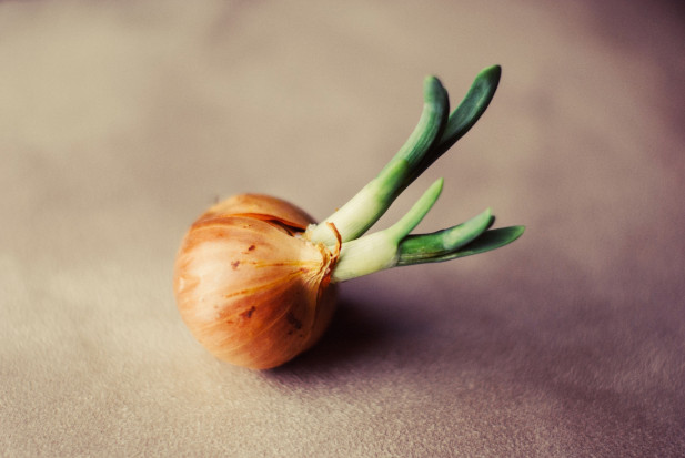 fot. pixabay W Europie brakuje cebuli. Jej ceny biją rekordy