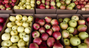 Gruzja znacznie zwiększyła eksport jabłek do Rosji 