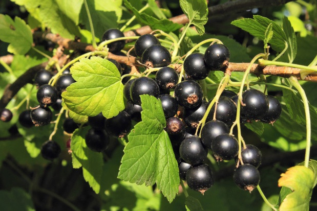 fot. shutterstock Czy planowana podwyżka stawki VAT na nektary i napoje pogrąży plantatorów czarnej porzeczki ?